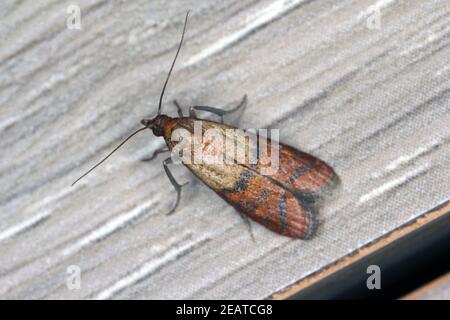 Indian mealmoth or Indianmeal moth Plodia interpunctella of a pyraloid moth of the family Pyralidae is common pest of stored products and pest of food Stock Photo