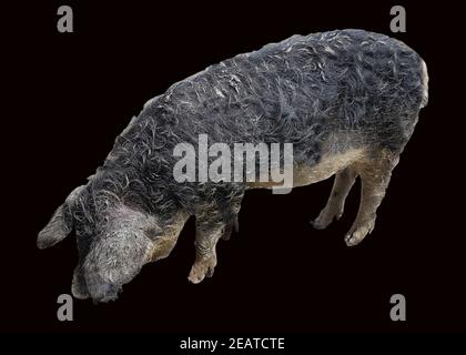 Wollschwein, Sus scrofa f. domestica, Mangalica Stock Photo