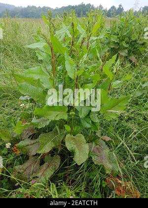 Krauser Ampfer, Rumex crispus Stock Photo