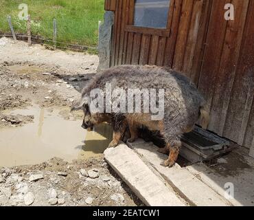 Wollschwein, Sus scrofa f. domestica, Mangalica Stock Photo