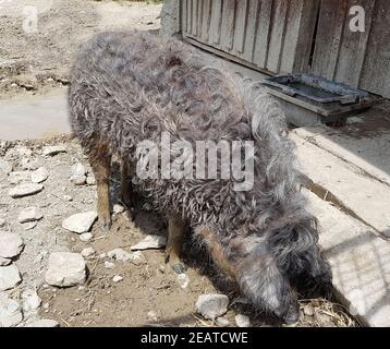 Wollschwein, Sus scrofa f. domestica, Mangalica Stock Photo