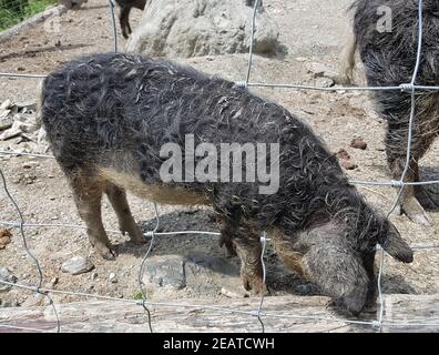 Wollschwein, Sus scrofa f. domestica, Mangalica Stock Photo