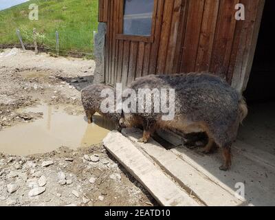 Wollschwein, Sus scrofa f. domestica, Mangalica Stock Photo