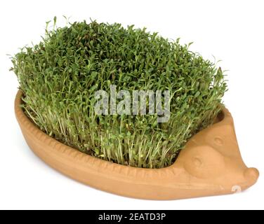 Gartenkresse, Lepidium Sativum, Heilpflanzen, Stock Photo