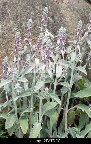 Wollziest, Stachys, byzantina, Eselsohr