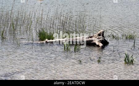 Baumwurzel, im Wasser, angeschwemmt Stock Photo