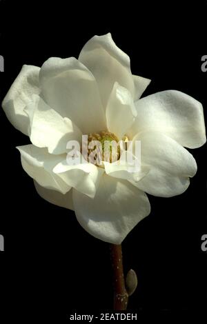 Yulan-Magnolie, Magnolia denudata Stock Photo