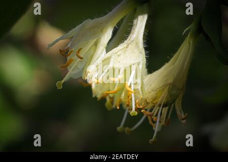 A ray of sunlight highlights three haskap flowers Stock Photo