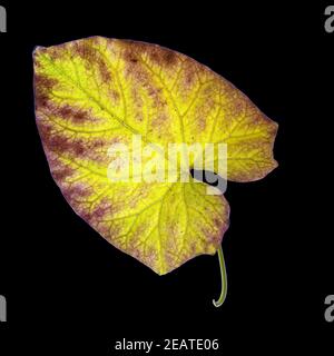 Zaunwinde, Convolvulus, Herbstfaerbung Stock Photo