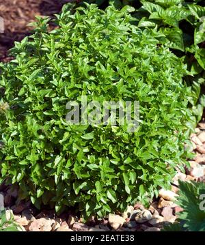 Kubanisches Strauchbasilikum, Ocimum species Stock Photo