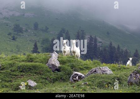 Ziegen, Weide, Appenzellerland Stock Photo
