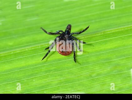 Zecke  Holzbock  Ixodes  ricinus  Rueckenlage Stock Photo