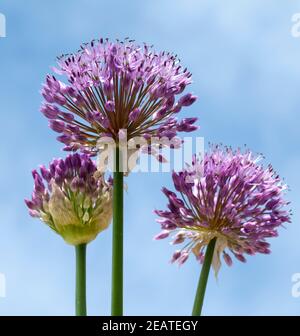 Zierlauch, Riesenlauch, Allium, Giganteum Stock Photo