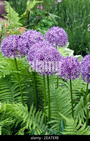 Riesenlauch  Allium  giganteum  Giant Stock Photo