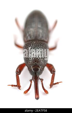 Wheat weevil, grain weevil Sitophilus granarius beetle isolated on a white background. Stock Photo