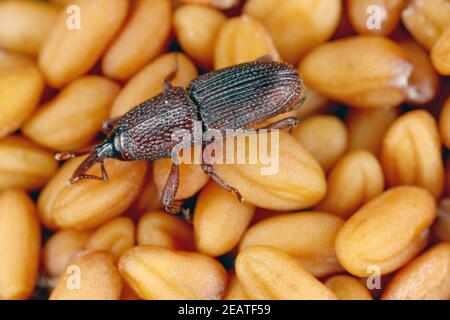 Wheat weevil Sitophilus granarius beetle on seeds Stock Photo