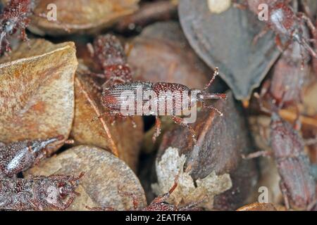 Wheat weevil: Sitophilus granarius. Beetle on buckwheat seeds. Stock Photo