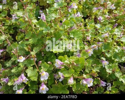 Zimbelkraut  Cymbalaria muralis  Heilpflanze Stock Photo