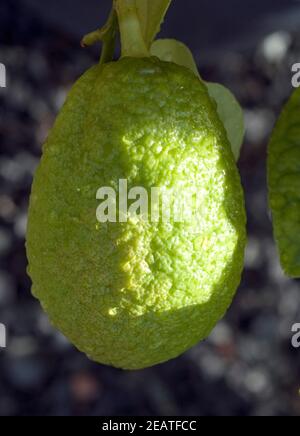Zitronat-Zitrone, Citrus medica, Stock Photo