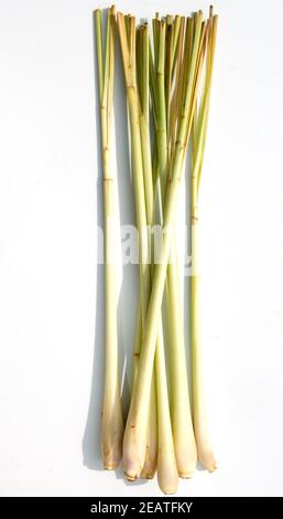 Zitronengras; Cymbopogon citratus Stock Photo