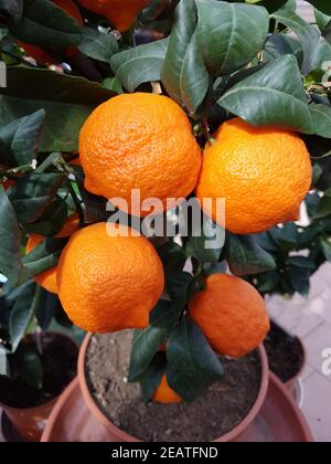 Zitrone Limone, Rosso, rot, Citrus limon