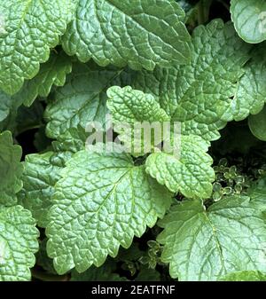 Zitronenmelisse, Melissa officinalis, Stock Photo