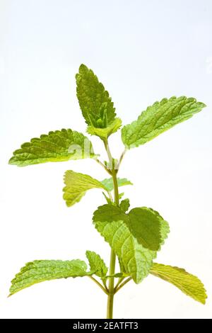 Zitronenmelisse; Melissa; officinalis; Stock Photo