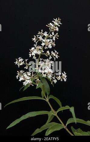 Zitronenverbene, Verveine, Lippia, citrodora, Stock Photo