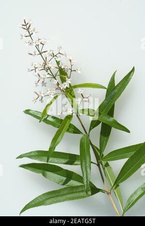 Zitronenverbene, Verveine, Lippia, citrodora, Stock Photo