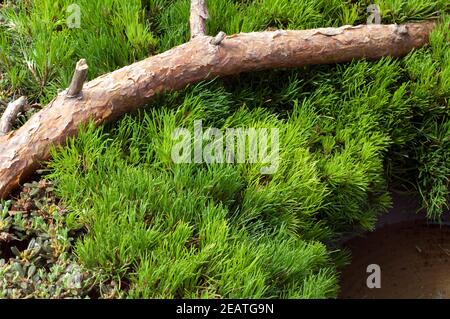 Zwerg-Kiefer, Pinus mugo, Grabbepflanzung Stock Photo