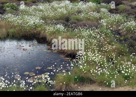 wollgras  eriophorum Stock Photo