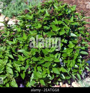 Zyprisches Strauchbasilikum, Ocimum species Stock Photo