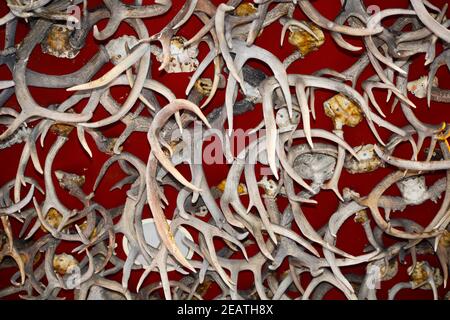 Deer and antelope horns decorate the ceiling of the landmark Buckhorn Saloon and Texas Ranger Museum in San Antonio, Texas. Stock Photo