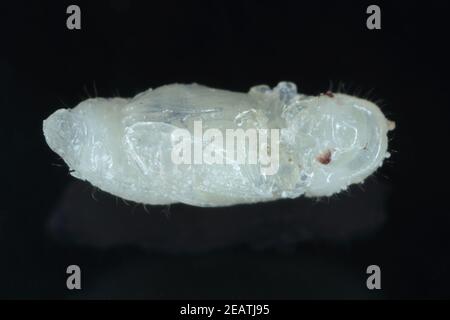 Pupa of Rhyzopertha dominica commonly as the lesser grain borer ...