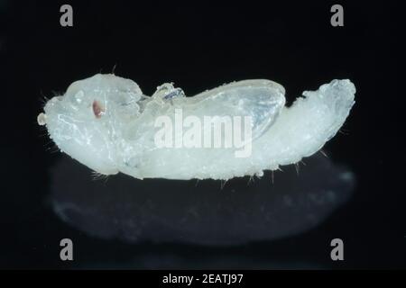 Pupa of Rhyzopertha dominica commonly as the lesser grain borer ...