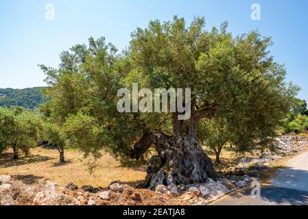 Old, big and gnarled olive tree in sunlight, Zakynthos, Greece Stock Photo