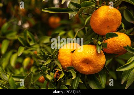 bunch of tangerines on the tree Stock Photo