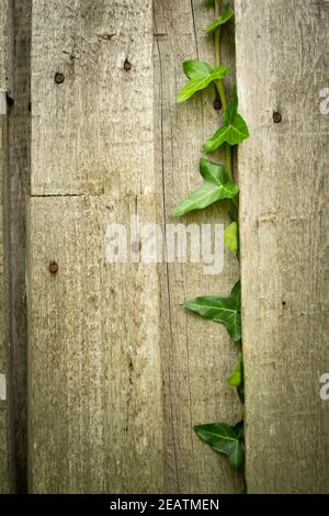 wooden wall with green leaves of wild ivy Stock Photo