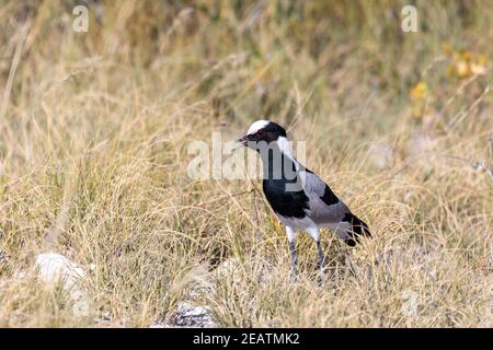 Blacksmith lapwing bird, Etosha Namibia Africa Stock Photo