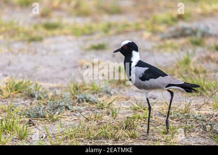 Blacksmith lapwing bird, Etosha Namibia Africa Stock Photo