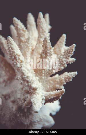 Dry coral branch on black background Stock Photo