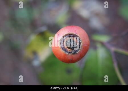 Close up of ripe red berries on branches of rose hips tree with golden leaves Stock Photo