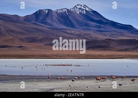 Andean flamingo, Phoenicoparrus andinus, in one of the lagoons along the lagoonas route in the highlands of the altiplano in Bolivia, andes mountains Stock Photo