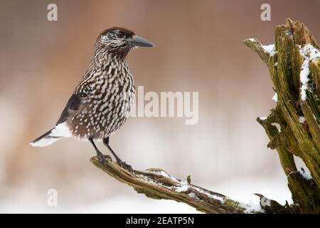 Spotted nutcracker looking on snowy trunk in winter Stock Photo