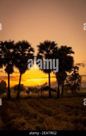 Landscape of rice farm field with golden sunrise sky in the morning. Silhouette sugar palm tree and old hut in harvested rice field. Country view. Beautiful orange sunrise sky in rural at dawn. Stock Photo