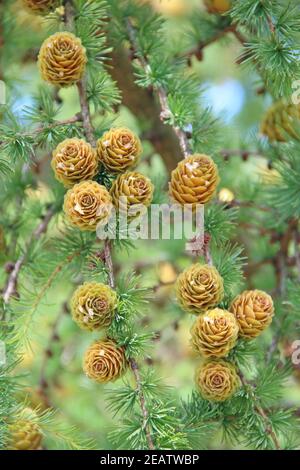 Branches with cones and needles on larch tree growing in forest Stock Photo