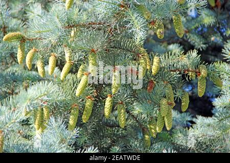 Branches with cones and needles on spruce growing in forest Stock Photo