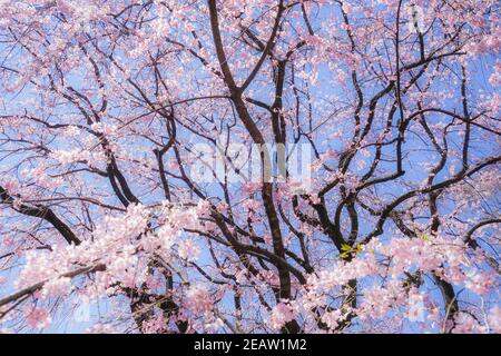 Weeping cherry tree and sunny blue sky Stock Photo