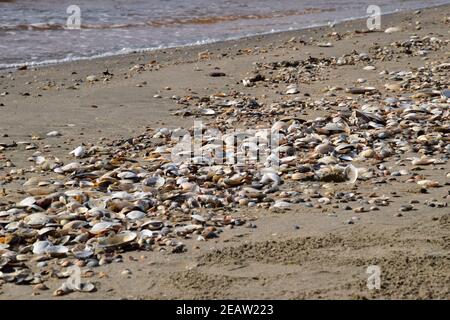 Shells on the sea beach sand. Sea coastal sand on the beach. Stock Photo
