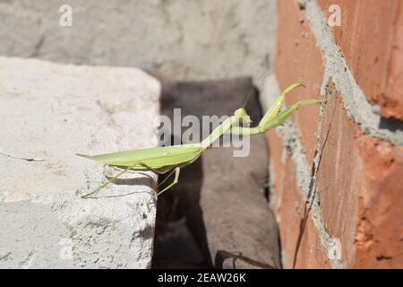 Mantis, climbing on a brick wall. Stock Photo